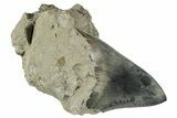 Serrated, Fossil Megalodon Tooth In Rock - Indonesia #238949-2